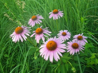 Coneflower